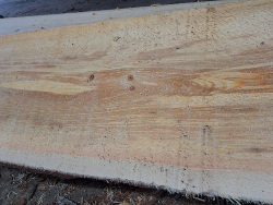 Fresh Sawn Pine Live Edge 2